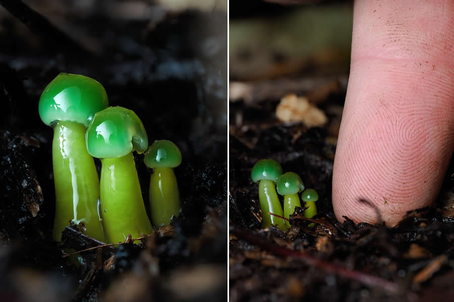 Remarkable Macro Photos by Jay Lichter