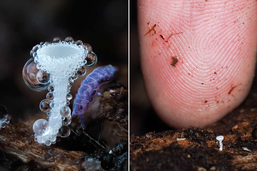 Remarkable Macro Photos by Jay Lichter