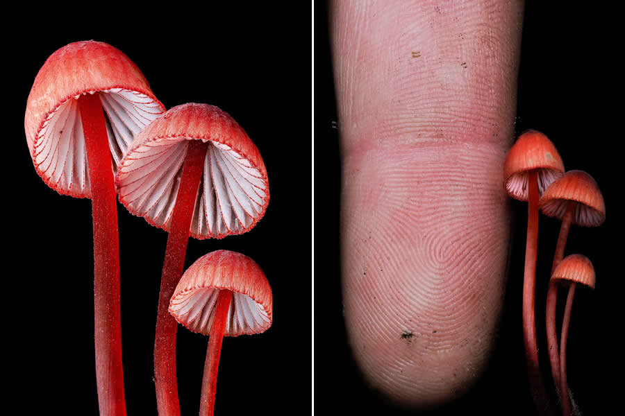 Remarkable Macro Photos by Jay Lichter