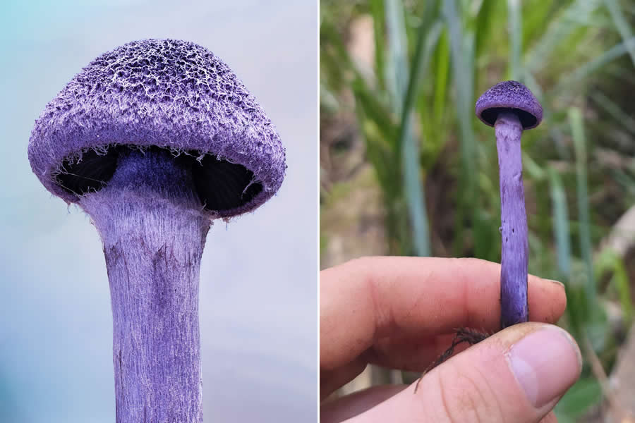 Remarkable Macro Photos by Jay Lichter