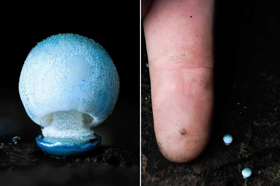 Remarkable Macro Photos by Jay Lichter