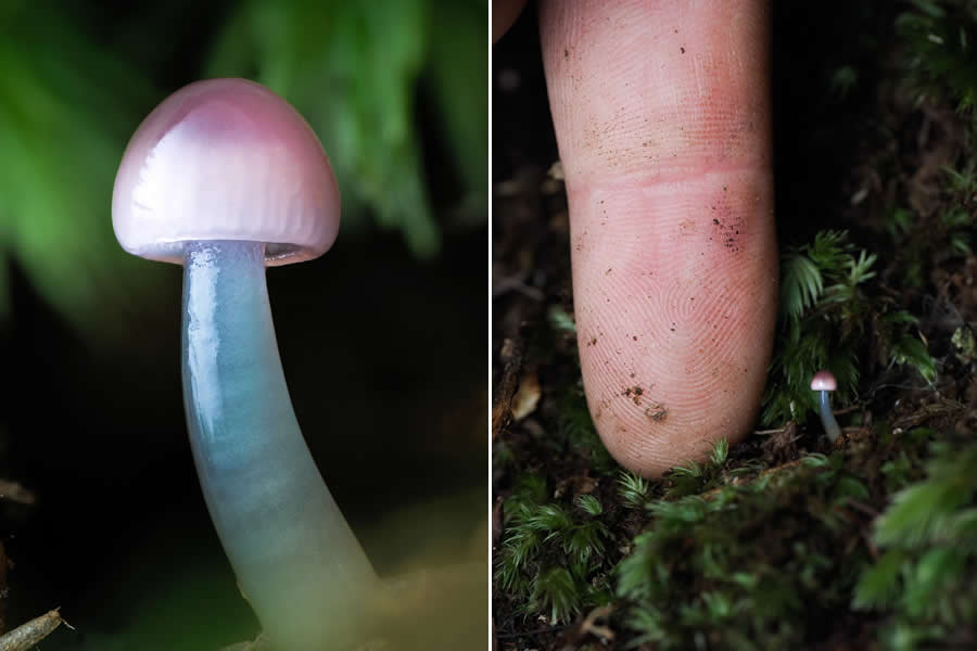Remarkable Macro Photos by Jay Lichter