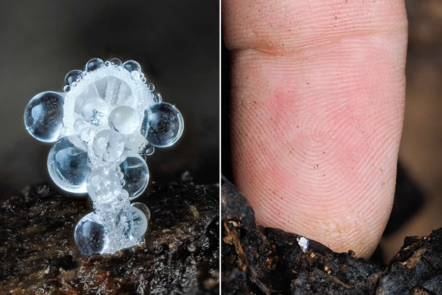 Remarkable Macro Photos by Jay Lichter