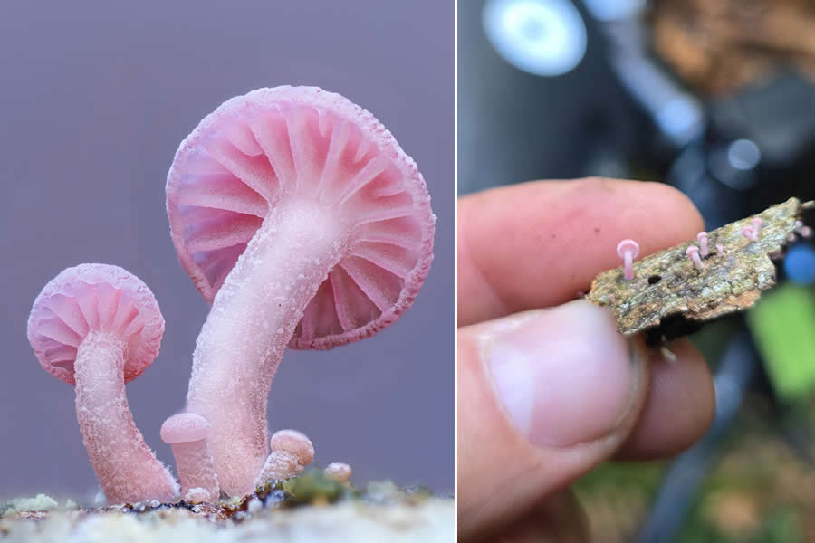 Remarkable Macro Photos by Jay Lichter