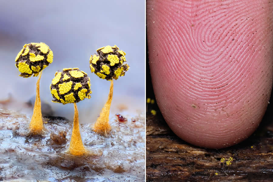 Remarkable Macro Photos by Jay Lichter
