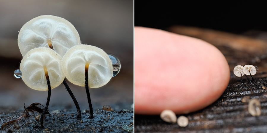 Remarkable Macro Photos by Jay Lichter