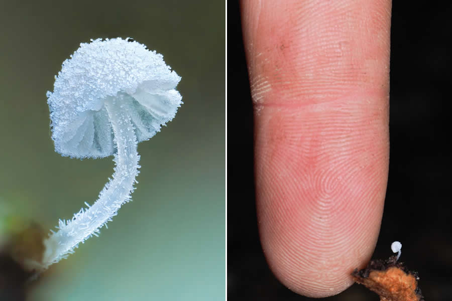 Remarkable Macro Photos by Jay Lichter