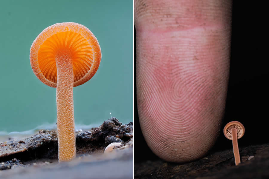 Remarkable Macro Photos by Jay Lichter