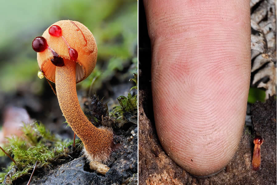 Remarkable Macro Photos by Jay Lichter