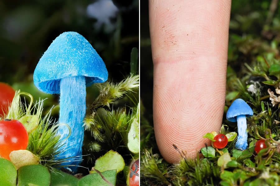 Remarkable Macro Photos by Jay Lichter