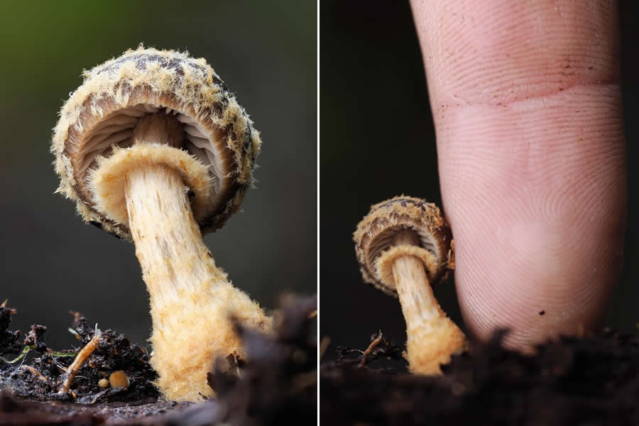 Remarkable Macro Photos by Jay Lichter