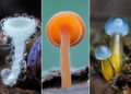 Remarkable Macro Photos by Jay Lichter