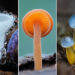 The Secret Life Beneath Our Feet: 33 Remarkable Macro Photos by Jay Lichter 61 Remarkable Macro Photos by Jay Lichter