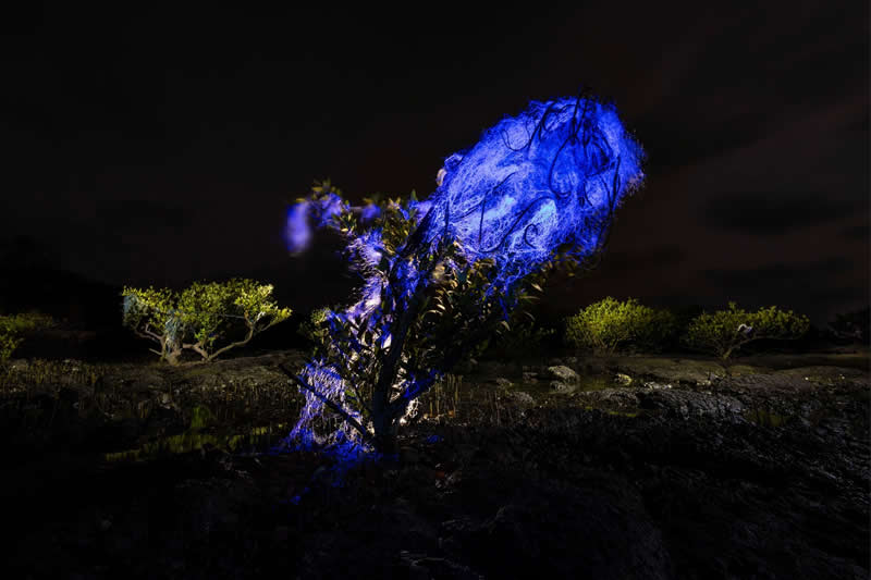 Mangrove Photography Awards 2026: 29 Outstanding Photos That Tell Powerful Stories 32 Overall Winner: Tangled glow: When life meets the ruins by Gaurav Patil, India - Mangrove Photography Awards 2026