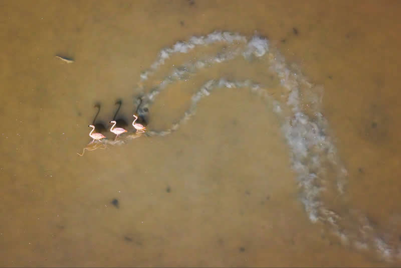 Mangrove Photography Awards 2026: 29 Outstanding Photos That Tell Powerful Stories 33 Wildlife, Birds - Winner: March of the Flamingos by Mark Ian Cook, United States - Mangrove Photography Awards 2026