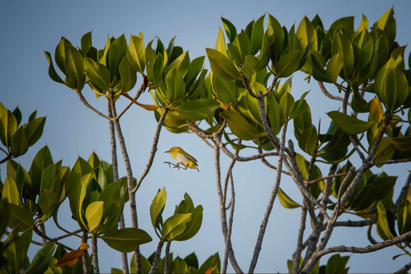 Mangrove Photography Awards 2026: 29 Outstanding Photos That Tell Powerful Stories 34 Wildlife, Birds - Runner Up: Indian White-eye by Erfan Samanfar, Iran - Mangrove Photography Awards 2026