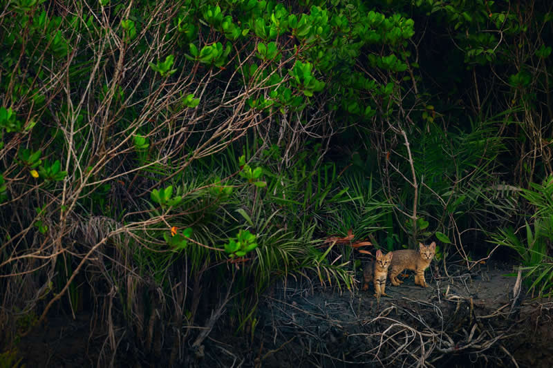 Mangrove Photography Awards 2026: 29 Outstanding Photos That Tell Powerful Stories 35 Wildlife, Mammals - Winner: Where the Mangroves Begin by Kallol Mukherjee, India - Mangrove Photography Awards 2026