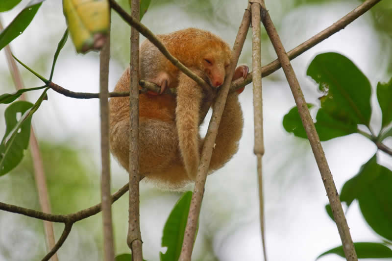 Mangrove Photography Awards 2026: 29 Outstanding Photos That Tell Powerful Stories 36 Wildlife, Mammals - Runner Up: Fast Asleep by Kerron Noel, Trinidad & Tobago - Mangrove Photography Awards 2026