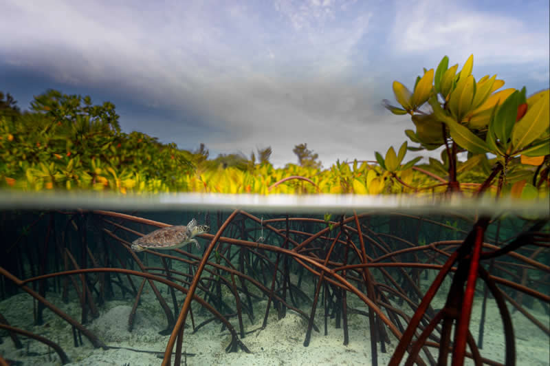 Mangrove Photography Awards 2026: 29 Outstanding Photos That Tell Powerful Stories 37 Wildlife, Other Species - Winner: Seeking Refuge in the Mangroves by Evan Cooper, Bahamas - Mangrove Photography Awards 2026