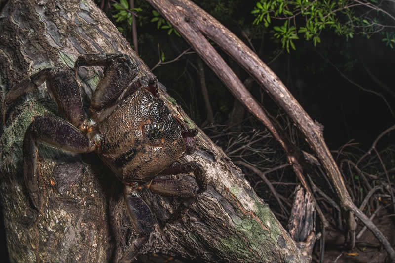 Mangrove Photography Awards 2026: 29 Outstanding Photos That Tell Powerful Stories 38 Wildlife, Other Species - Runner Up: Blending into the bark by Dmitry Ivanov, Vietnam - Mangrove Photography Awards 2026