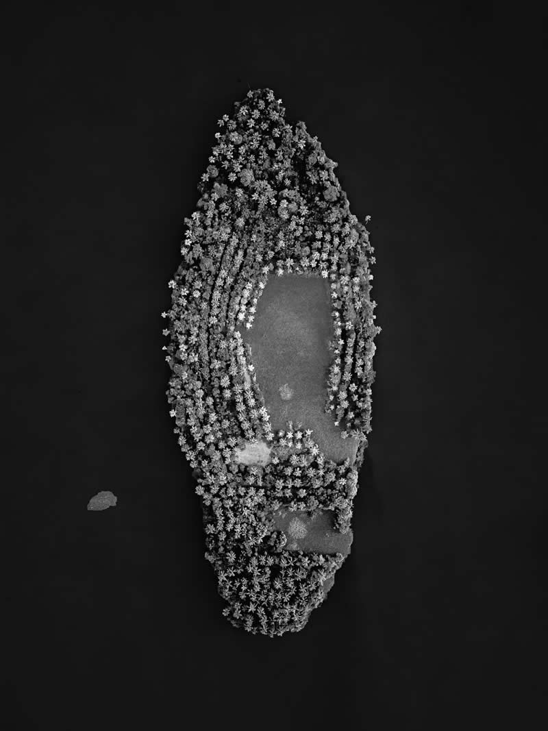 Mangrove Photography Awards 2026: 29 Outstanding Photos That Tell Powerful Stories 39 Landscape, Black & White - Winner: Footprint of the Earth by Abijith Soman, India - Mangrove Photography Awards 2026