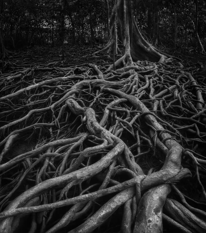 Mangrove Photography Awards 2026: 29 Outstanding Photos That Tell Powerful Stories 40 Landscape, Black & White - Runner Up: Root of the solution by Vladimir Borzykin, Thailand - Mangrove Photography Awards 2026