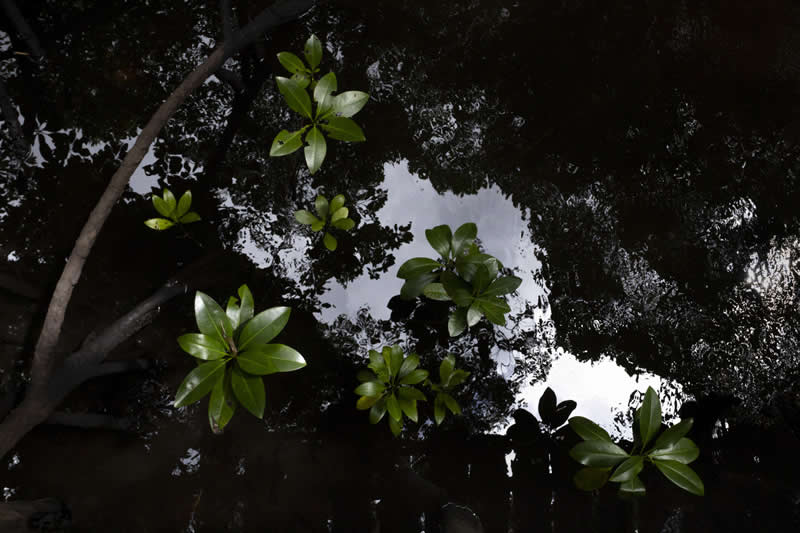 Mangrove Photography Awards 2026: 29 Outstanding Photos That Tell Powerful Stories 44 Landscape, On the Ground - Runner Up: Canopy Illusion by Zeke Cordeiro, Tanzania - Mangrove Photography Awards 2026