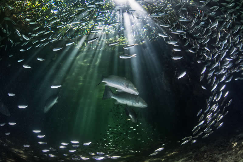 Mangrove Photography Awards 2026: 29 Outstanding Photos That Tell Powerful Stories 45 Underwater - Winner: Feeding grounds under the canopy by Ewan Tregarot, Netherlands Antilles - Mangrove Photography Awards 2026