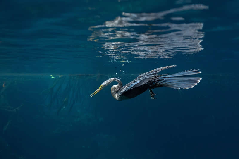Mangrove Photography Awards 2026: 29 Outstanding Photos That Tell Powerful Stories 46 Underwater - Runner Up: The silent hunter by Valentina Cucchiara, Mexico - Mangrove Photography Awards 2026