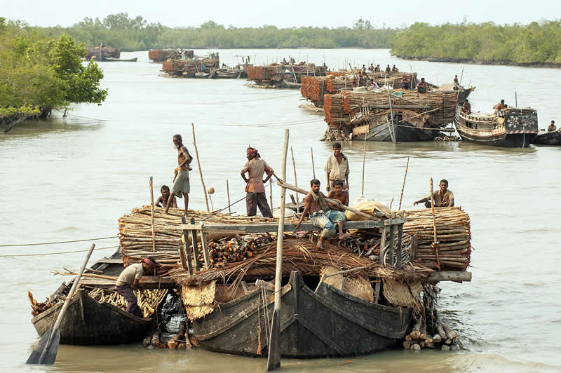 Mangrove Photography Awards 2026: 29 Outstanding Photos That Tell Powerful Stories 47 Threats - Winner: Red mangrove harvest by Zafer Kizilkaya, Bangladesh - Mangrove Photography Awards 2026