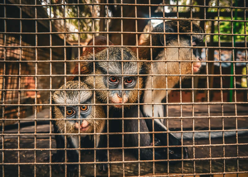 Mangrove Photography Awards 2026: 29 Outstanding Photos That Tell Powerful Stories 48 Threats - Runner Up: Eyes that ask why by Tosan Dudun, Nigeria - Mangrove Photography Awards 2026