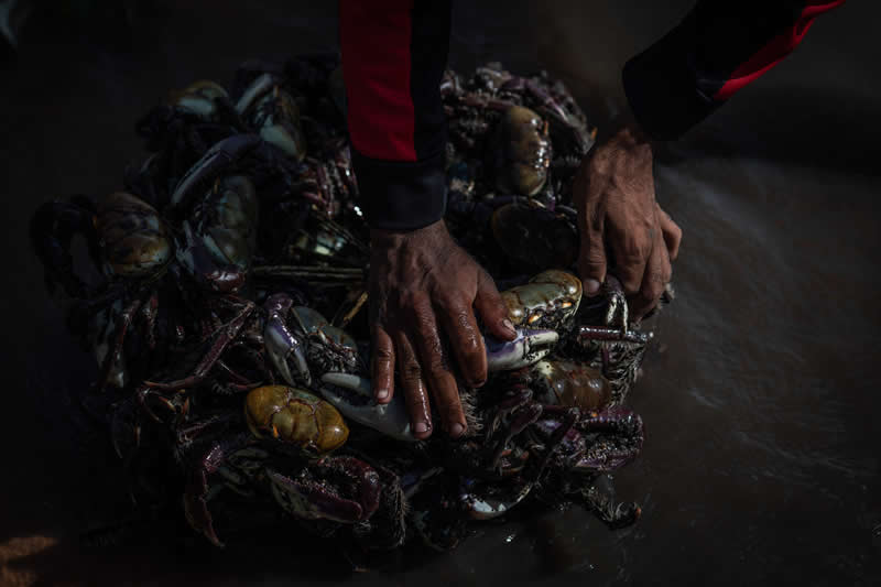 Mangrove Photography Awards 2026: 29 Outstanding Photos That Tell Powerful Stories 49 People, Livelihoods - Winner: String of Crabs by Roosevelt Cassio, Brazil - Mangrove Photography Awards 2026