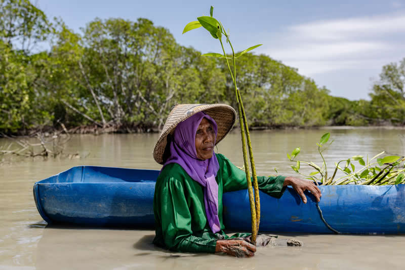 Mangrove Photography Awards 2026: 29 Outstanding Photos That Tell Powerful Stories 51 People, Conservation & Restoration - Winner: Seeds of hope from a coastal village by Garry Lotulung, Indonesia - Mangrove Photography Awards 2026