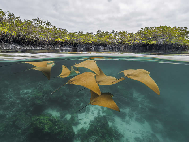 Mangrove Photography Awards 2026: 29 Outstanding Photos That Tell Powerful Stories 54 Portfolio, Conservation Stories - Runner Up: Mangroves of the Enchanted Islands by Pelayo Salinas de León, Ecuador - Mangrove Photography Awards 2026