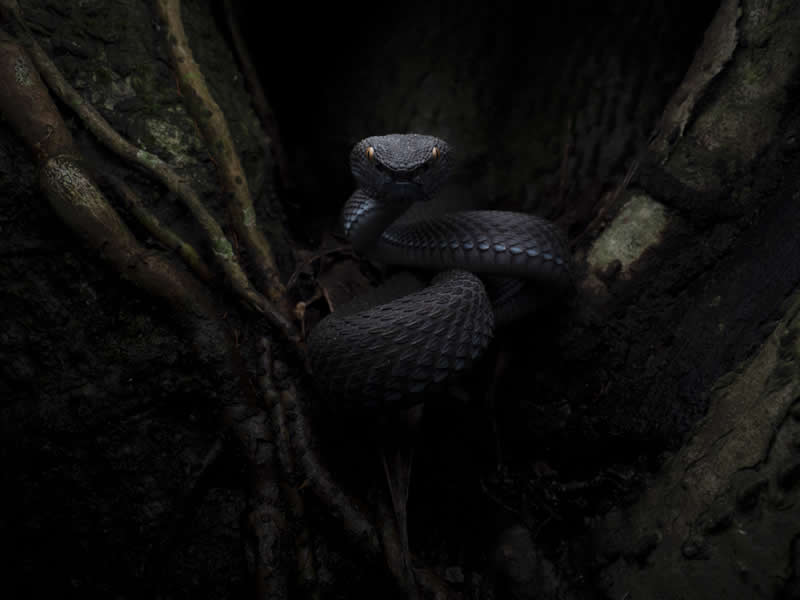 Mangrove Photography Awards 2026: 29 Outstanding Photos That Tell Powerful Stories 56 Young Mangrove Photographer of the Year - Runner Up: Unblinking Watcher by Marcus Kuan, Singapore - Mangrove Photography Awards 2026
