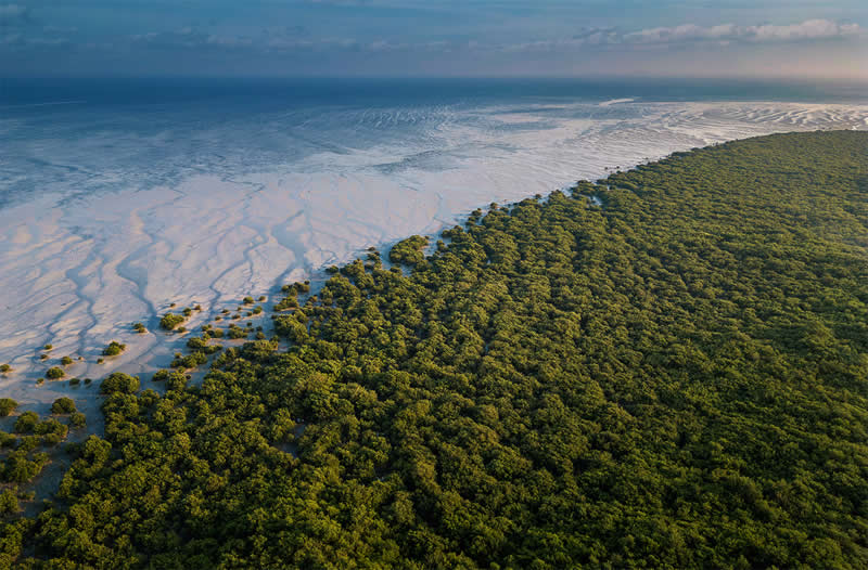 Mangrove Photography Awards 2026: 29 Outstanding Photos That Tell Powerful Stories 59 Arabian Gulf Award - Winner: Where the Mangroves Breathe by Abdullah Alsheikh, Saudi Arabia - Mangrove Photography Awards 2026