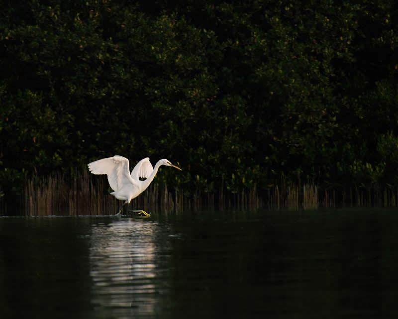 Mangrove Photography Awards 2026: 29 Outstanding Photos That Tell Powerful Stories 60 Arabian Gulf Award - Runner Up: he White Wings in the Safe Haven by Fatimah Ahmad Alsayegh, Saudi Arabia - Mangrove Photography Awards 2026