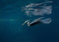 Mangrove Photography Awards 2026 Winners