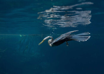 Mangrove Photography Awards 2026 Winners