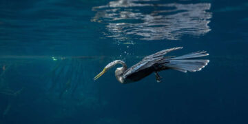Mangrove Photography Awards 2026 Winners