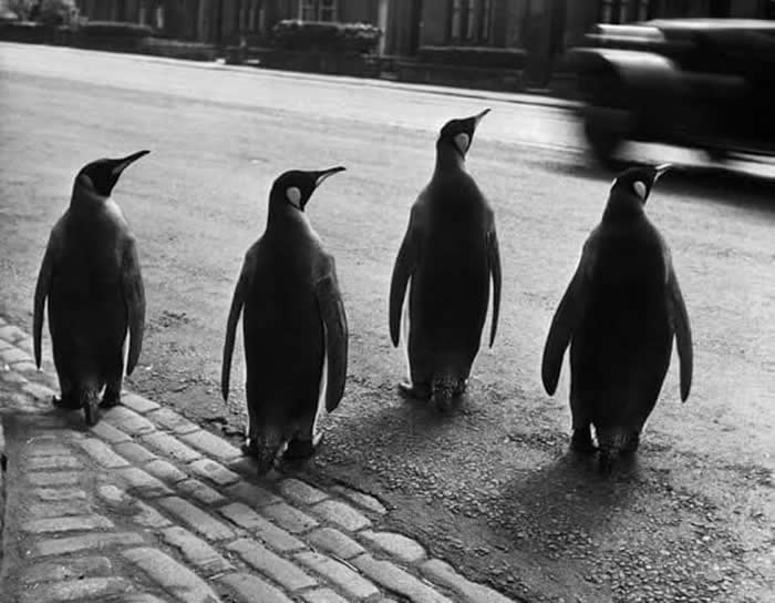 Master Photographer Werner Bischof