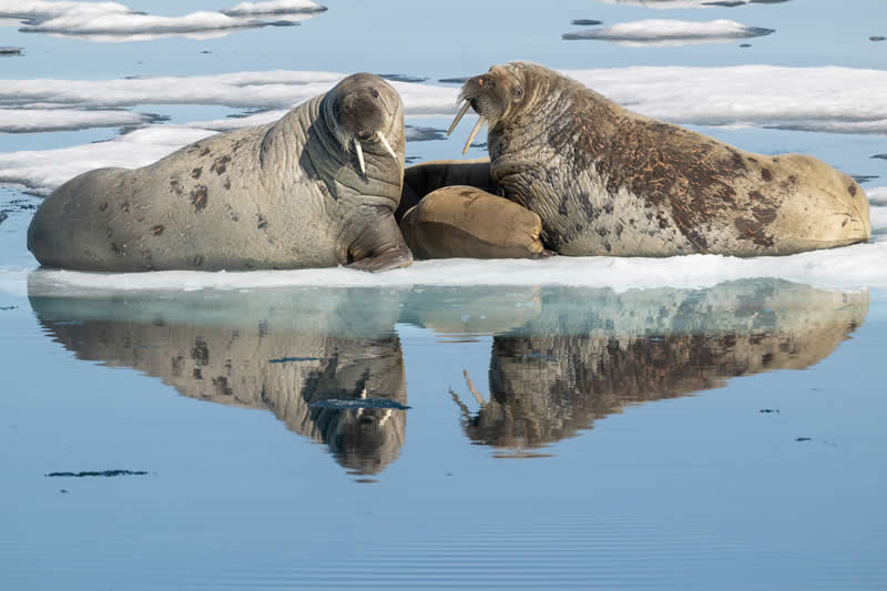 11 Incredible Marine Wildlife Photos That Won the 2026 Ocean Conservancy Contest 14 Judges Choice Winner - "Walrus Nursing" by Richard Rothstein - 2026 Ocean Conservancy Photo Contest Winners