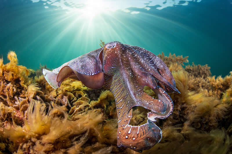 11 Incredible Marine Wildlife Photos That Won the 2026 Ocean Conservancy Contest 15 Staff Choice Winner - "The Lone Ranger" by Rowan Dear - 2026 Ocean Conservancy Photo Contest Winners