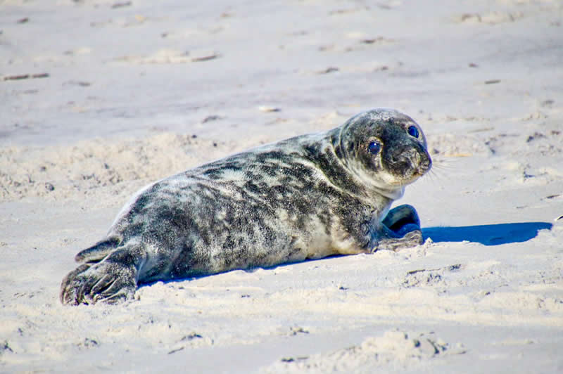 11 Incredible Marine Wildlife Photos That Won the 2026 Ocean Conservancy Contest 16 People’s Choice Winner - "Sweet Seal" by Nicole Pellegrino - 2026 Ocean Conservancy Photo Contest Winners