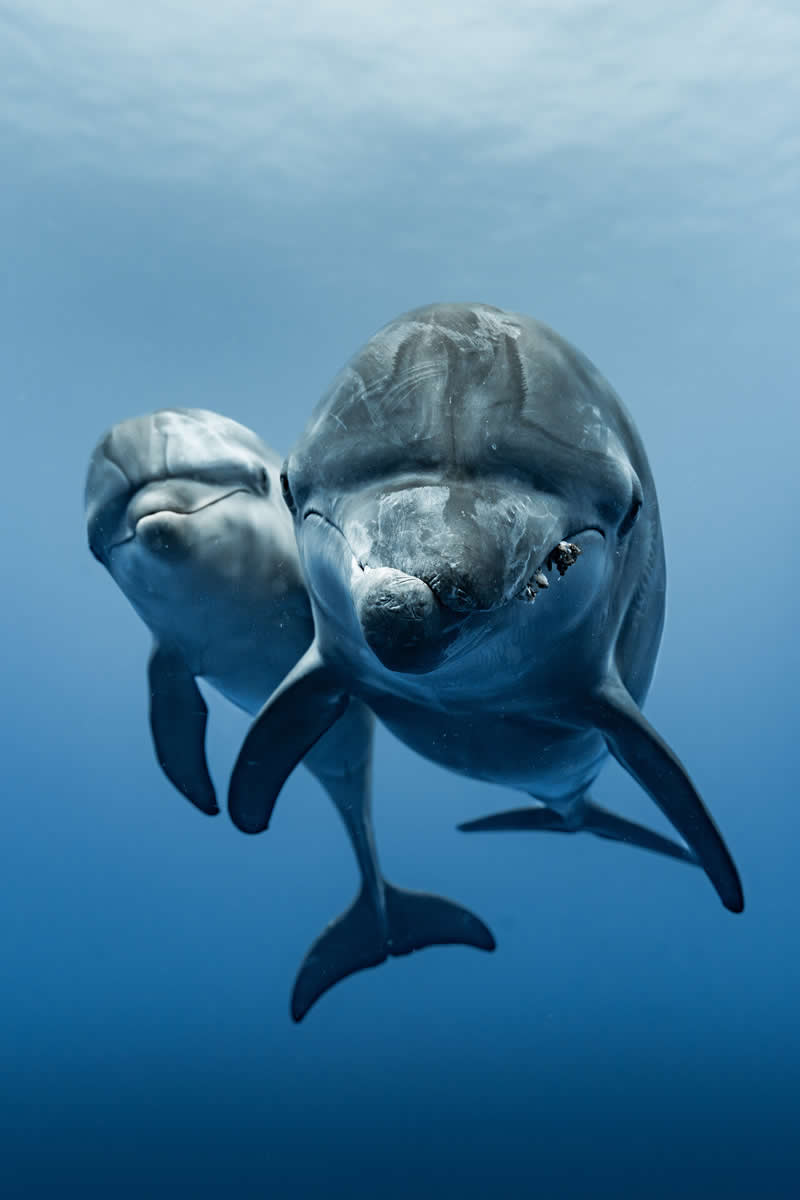 11 Incredible Marine Wildlife Photos That Won the 2026 Ocean Conservancy Contest 17 Photo by Laura Murchie - 2026 Ocean Conservancy Photo Contest Winners