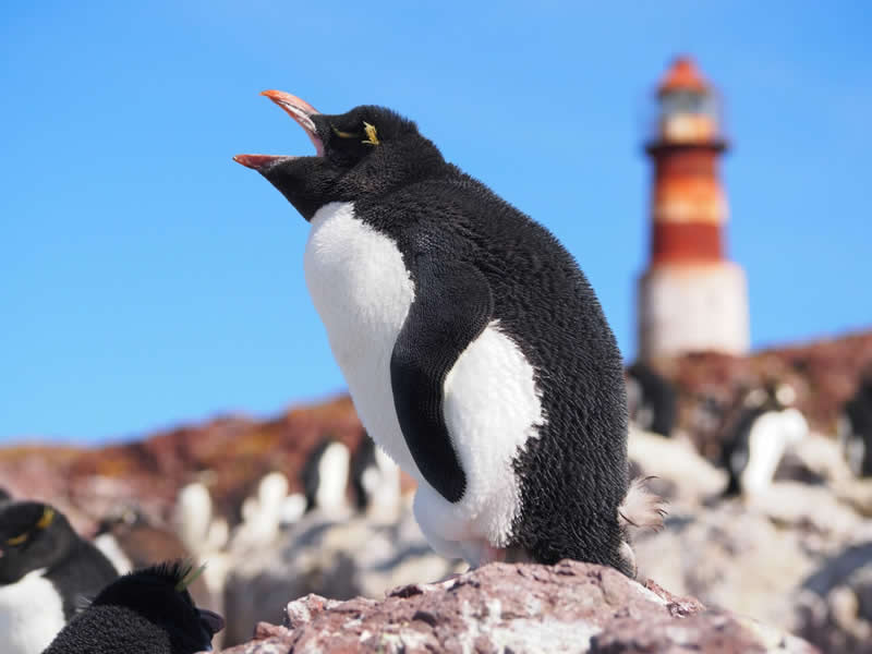 11 Incredible Marine Wildlife Photos That Won the 2026 Ocean Conservancy Contest 18 Photo by Aldo Gustavo Galante - 2026 Ocean Conservancy Photo Contest Winners