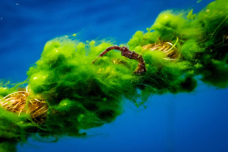 11 Incredible Marine Wildlife Photos That Won the 2026 Ocean Conservancy Contest 19 Photo by Bingqian Gao - 2026 Ocean Conservancy Photo Contest Winners
