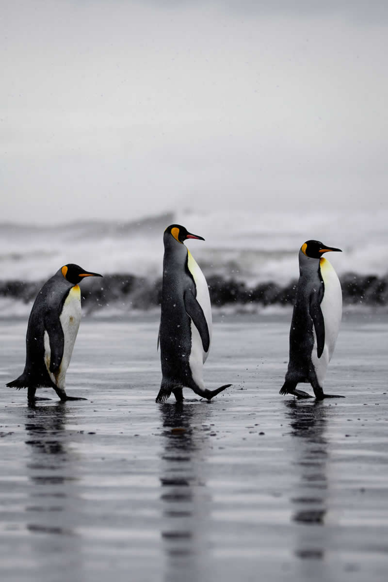 11 Incredible Marine Wildlife Photos That Won the 2026 Ocean Conservancy Contest 21 Photo by Mathilde Chevallay - 2026 Ocean Conservancy Photo Contest Winners