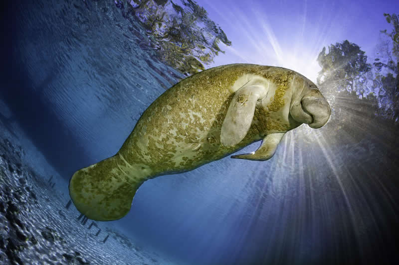 11 Incredible Marine Wildlife Photos That Won the 2026 Ocean Conservancy Contest 22 Photo by David Fleetham - 2026 Ocean Conservancy Photo Contest Winners