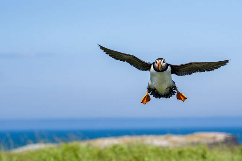 11 Incredible Marine Wildlife Photos That Won the 2026 Ocean Conservancy Contest 23 Photo by Michelle Hare - 2026 Ocean Conservancy Photo Contest Winners